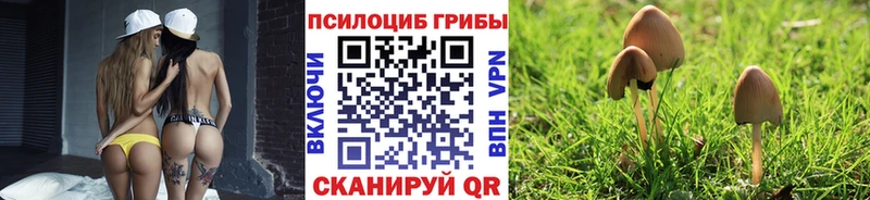 Псилоцибиновые грибы Psilocybe  Купить где  Шилка 